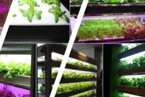 2018年國際植物工廠及農業照明博覽會