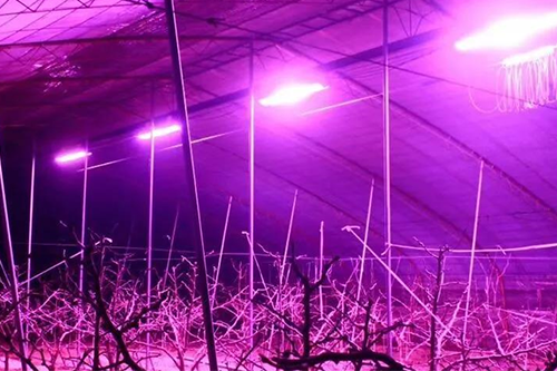 大棚種植戶的福音！