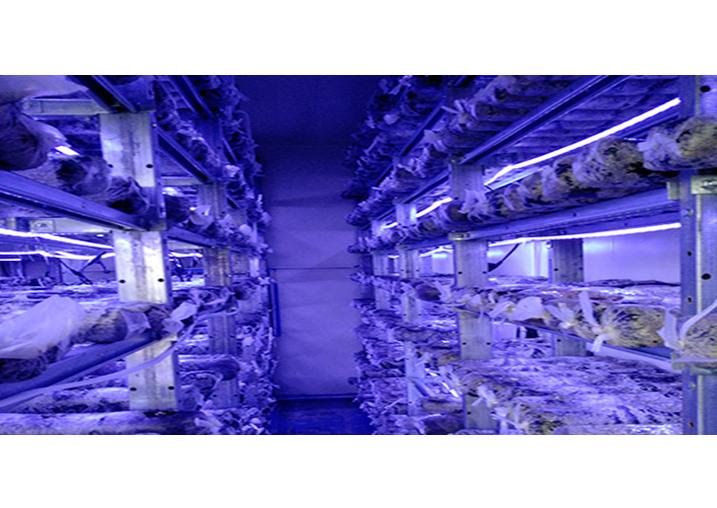 河南精農科技股份有限責任公司食用菌菇房案例