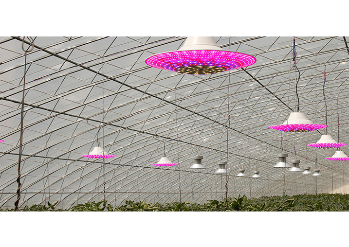 food expo tianwolf lamp case