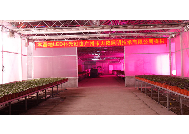金鄉縣高創農業科技有限公司多肉植物案例