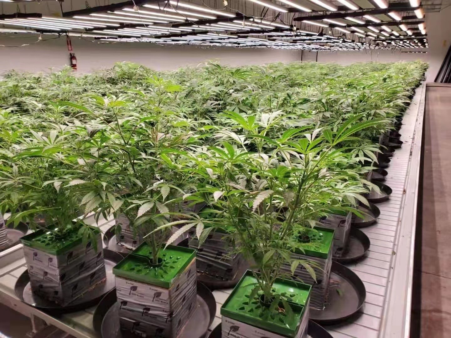 室內植物生長燈使用指南