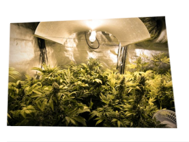 大麻種植技巧：如何設置室內植物燈